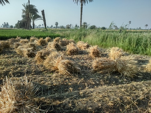 موسم حصاد القمح بمحافظة الفيوم (4)