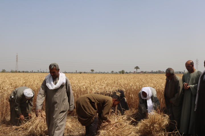 موسم حصاد القمح بمحافظة الفيوم (5)