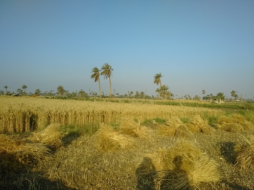 موسم حصاد القمح بمحافظة الفيوم (1)