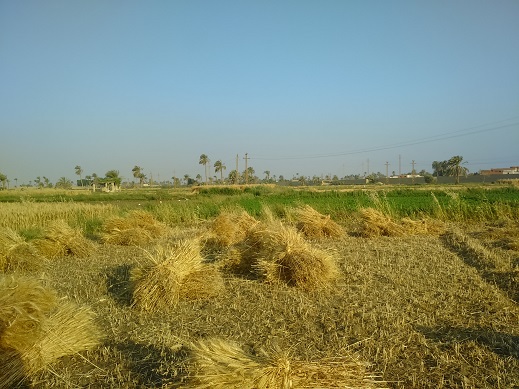 موسم حصاد القمح بمحافظة الفيوم (2)