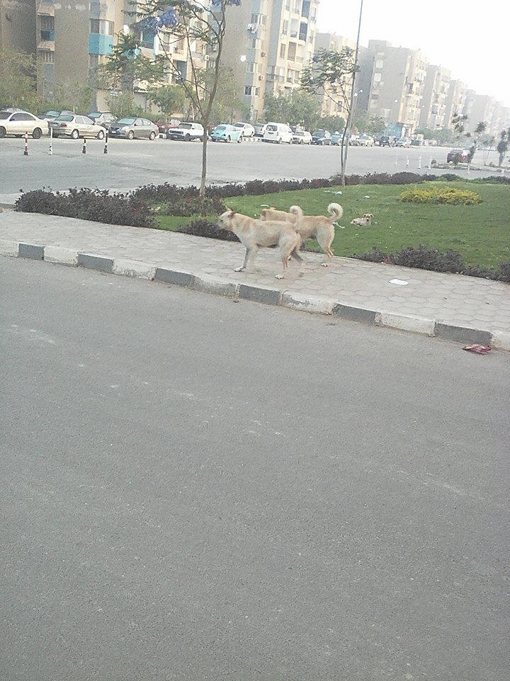 الكلاب فى شوارع زهراء مدينة نصر (3)