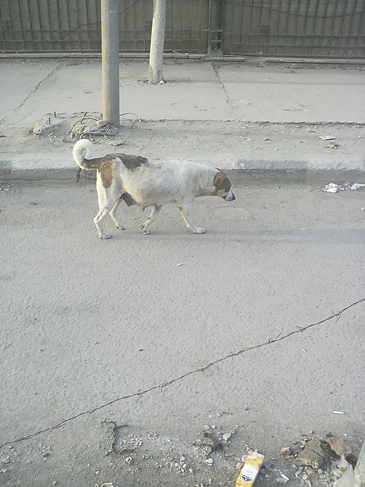 الكلاب فى شوارع زهراء مدينة نصر (2)