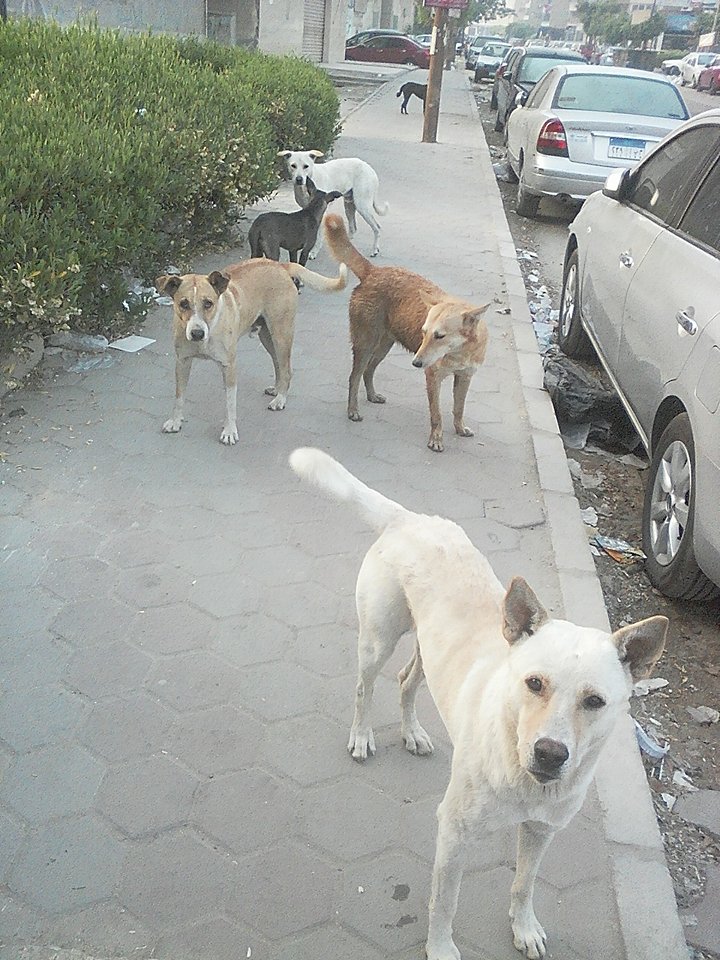 الكلاب فى شوارع زهراء مدينة نصر (4)