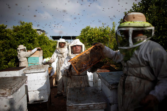 جانب من عمليات جمع العسل 