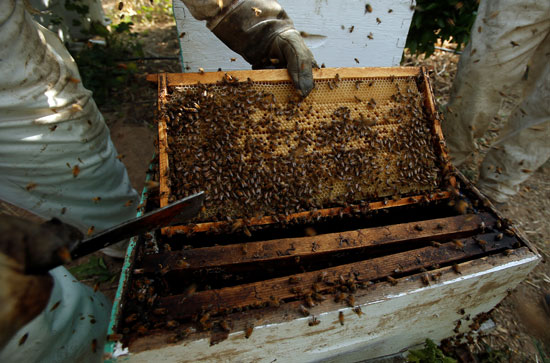 مراحل جمع العسل 