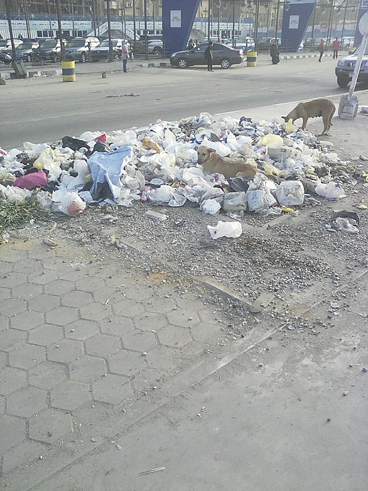 القمامة والكلاب فى زهراء مدينة نصر