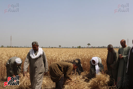 185927-موسم-حصاد-القمح-بمحافظة-الفيوم-(5)