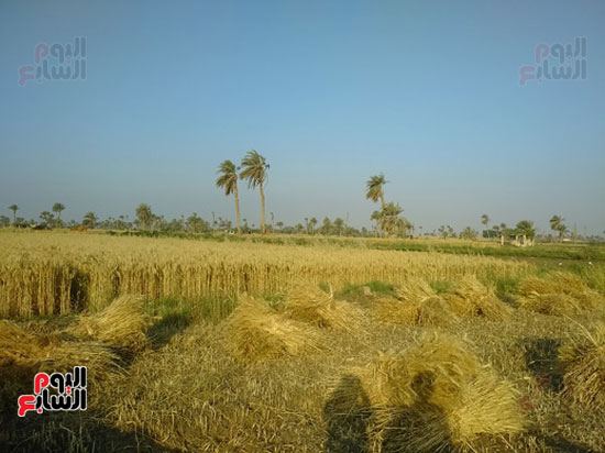 82553-موسم-حصاد-القمح-بمحافظة-الفيوم-(1)