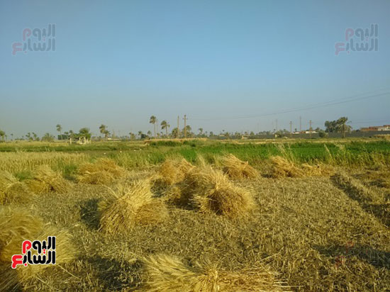 92811-موسم-حصاد-القمح-بمحافظة-الفيوم-(2)