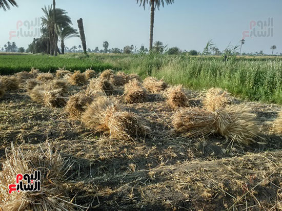 140195-موسم-حصاد-القمح-بمحافظة-الفيوم-(4)