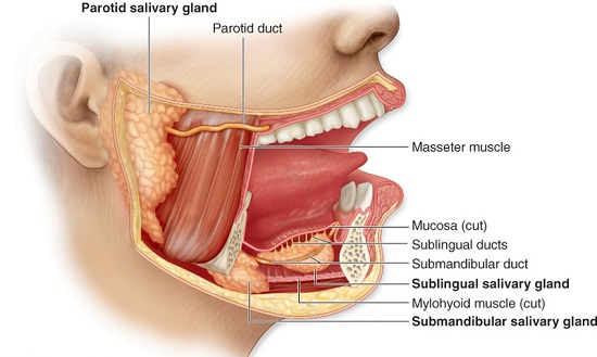 وصف تشريحى وصف تشريحى