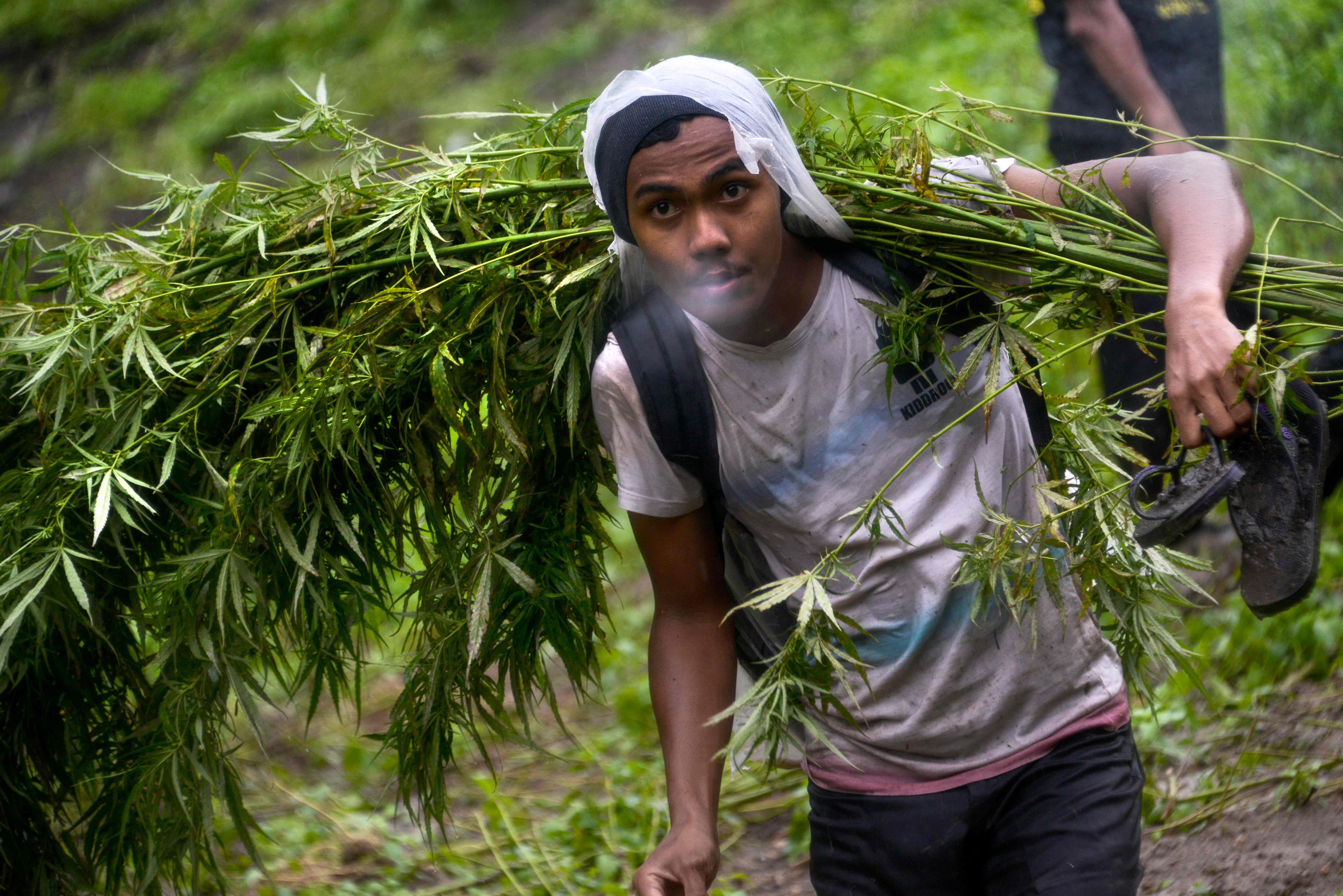 شاب يحمل نبات الماريجوانا