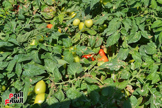 5--زراعات-الطماطم