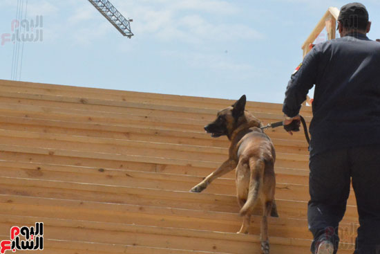 الكلب البوليسى روكو يشارك فى تأمين محطة هليوبوليس (8)