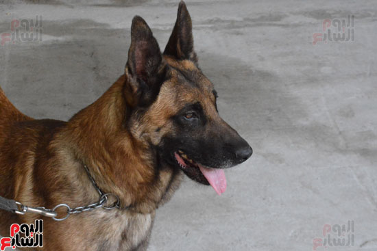 الكلب البوليسى روكو يشارك فى تأمين محطة هليوبوليس (5)