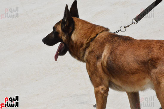 الكلب البوليسى روكو يشارك فى تأمين محطة هليوبوليس (10)