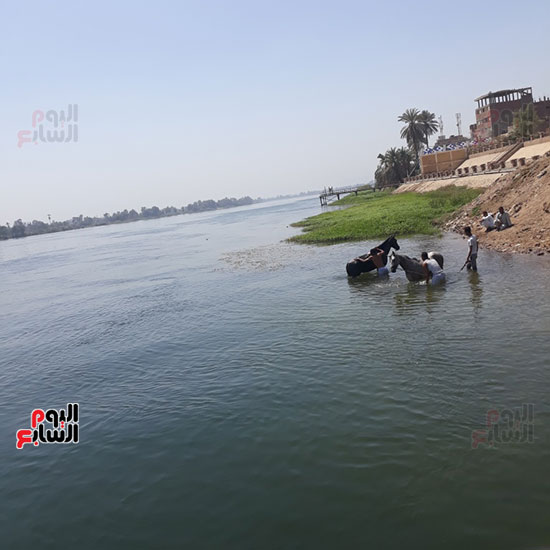 غسل-الحيوانات-فى-نهر-النيل-بقنا-(1)