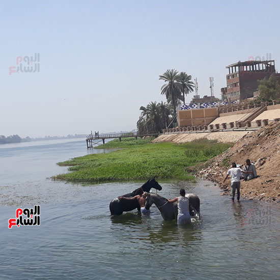 غسل-الحيوانات-فى-نهر-النيل-بقنا-(5)