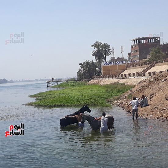 غسل-الحيوانات-فى-نهر-النيل-بقنا-(4)