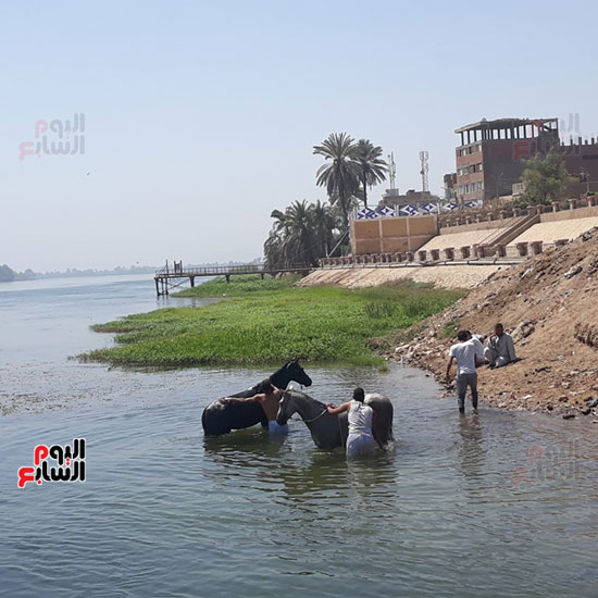 غسل-الحيوانات-فى-نهر-النيل-بقنا-(6)