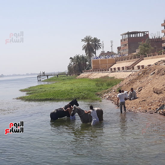 غسل-الحيوانات-فى-نهر-النيل-بقنا-(3)