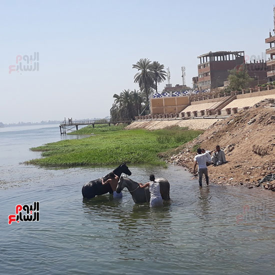 غسل-الحيوانات-فى-نهر-النيل-بقنا-(2)