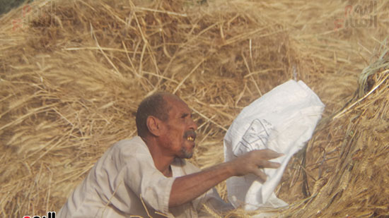   شقاء العمالة خلال حصاد القمح
