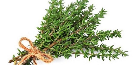 الزعتر الزعتر