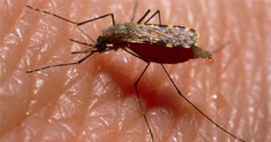 2. وزارة الصحة تعلن رصد حالة إصابة ب الملاريا  لوافد قادم من السودان