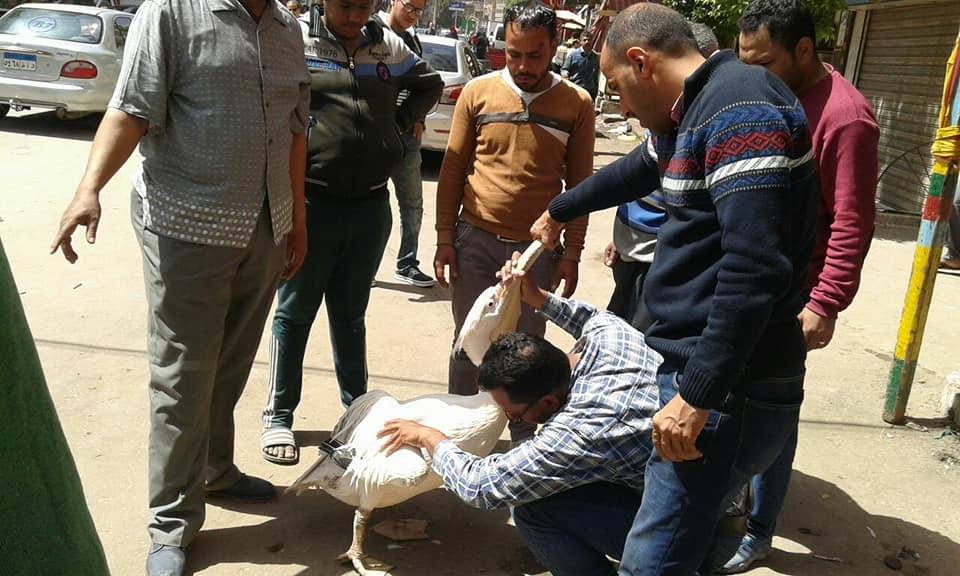 صورة البجعة صورة البجعة
