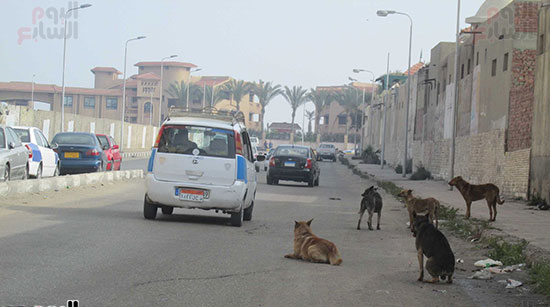 جانب من مهاجمة الكلاب الضالة سيارات الأجرة