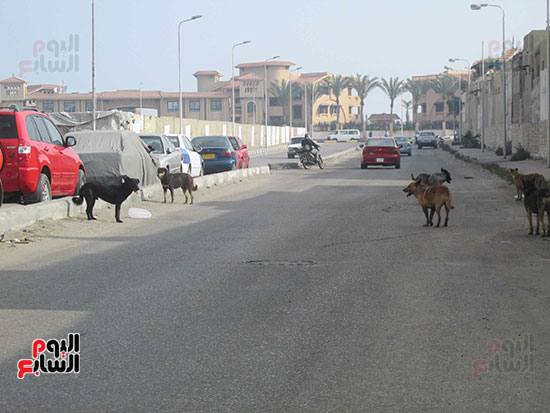 قائد دراجة بخارية  يترقب  يخشى عبور الطريق العام