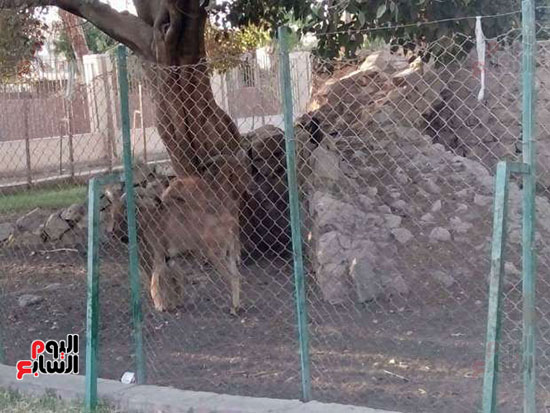   حديقة حيوان بنى سويف