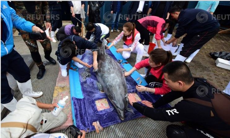  مواطنون صينيون يزيلون القشور من الدلافين 