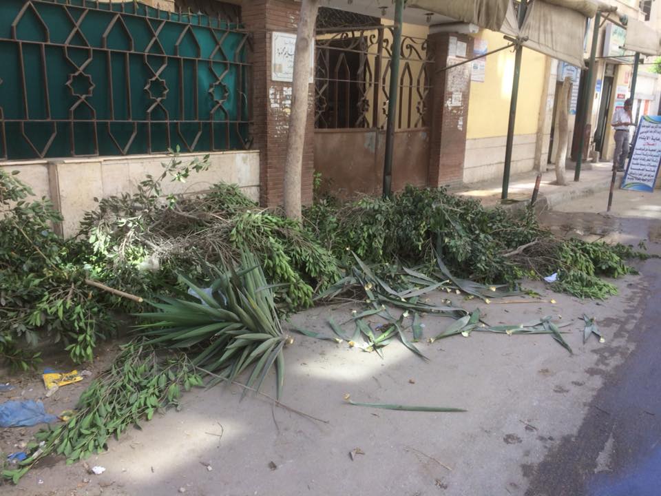 قطع الأشجار فى الإسكندرية (4)