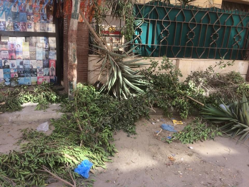 قطع الأشجار فى الإسكندرية (1)
