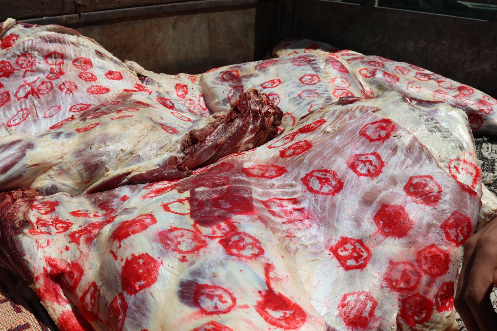 3- ختم اللحوم بأختام مزورة بكفر الشيخ 3- ختم اللحوم بأختام مزورة بكفر الشيخ