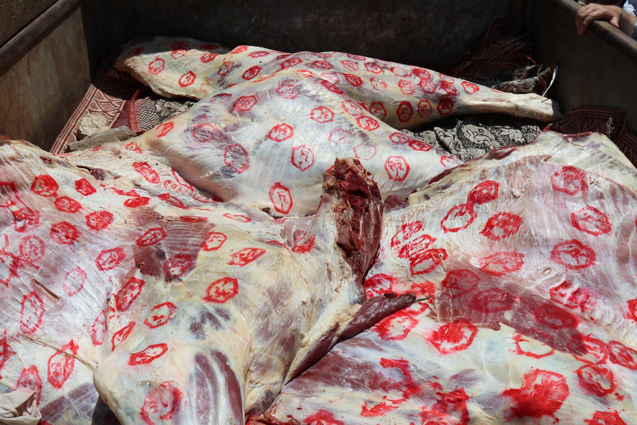 2- ختم اللحوم بأختام مزورة 2- ختم اللحوم بأختام مزورة