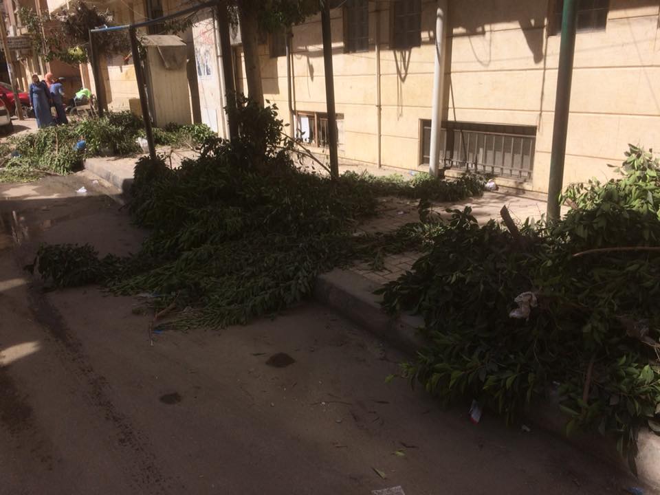 قطع الأشجار فى الإسكندرية (8)