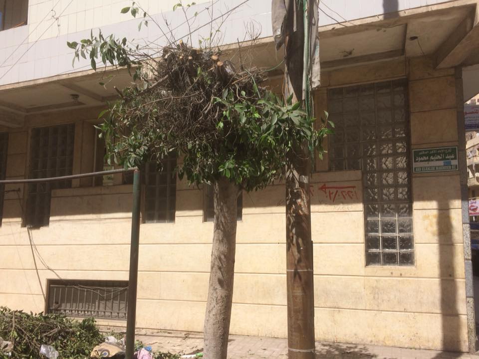 قطع الأشجار فى الإسكندرية (6)