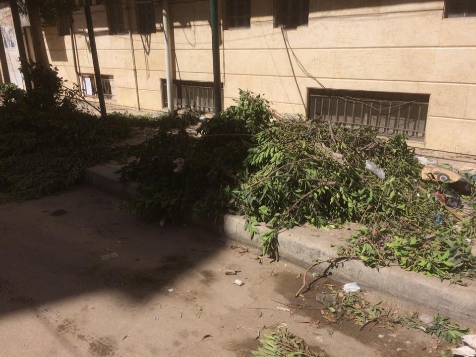 قطع الأشجار فى الإسكندرية (9)