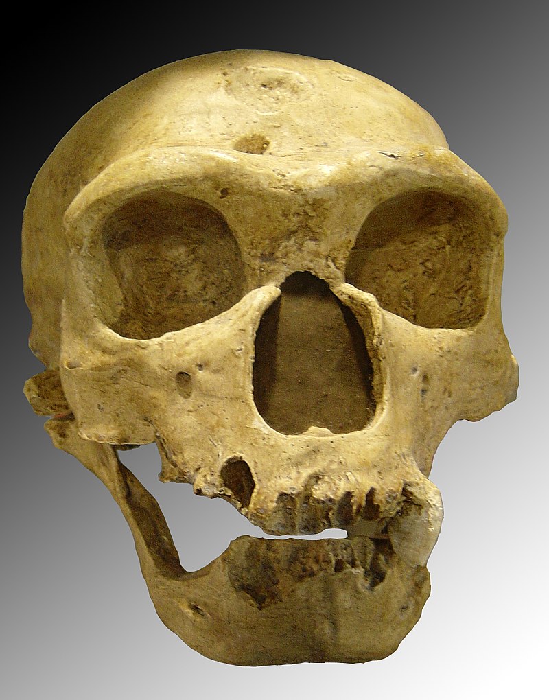 جمجمة النياندرتال الكبيرة نسبيا وجدت في La Chapelle-aux-Saints