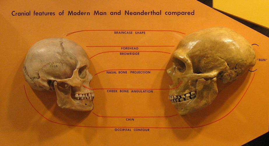 مقارنة بين جمجمة إنسان  وجمجمة نياندرتال