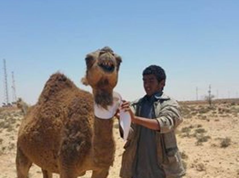             الاطواق الفسفورية تحد من حوادث الابل على الطرق ليلا