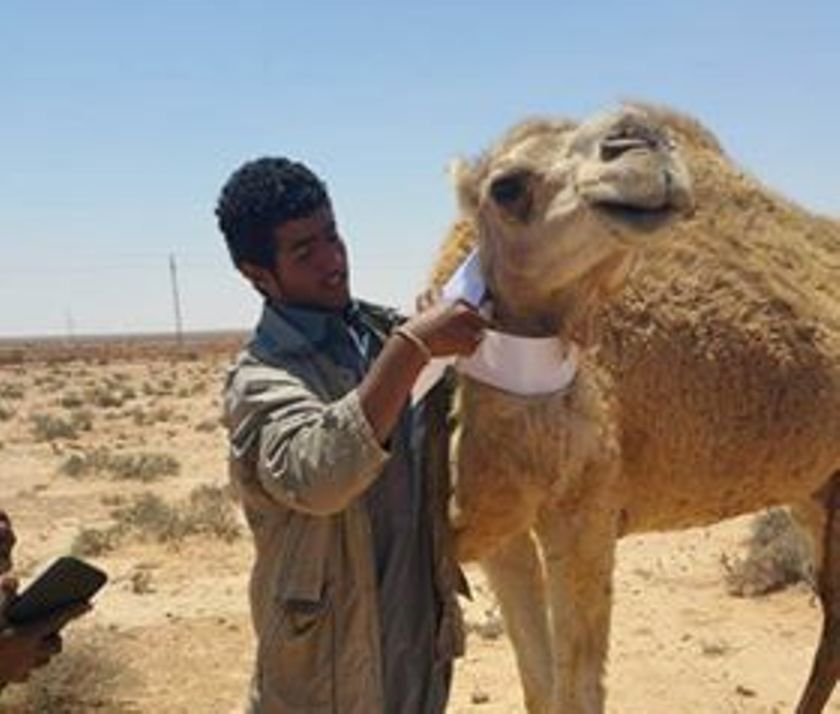             وضع  علامات فسفورية على الإبل تفادياً للحوادث بمطروح