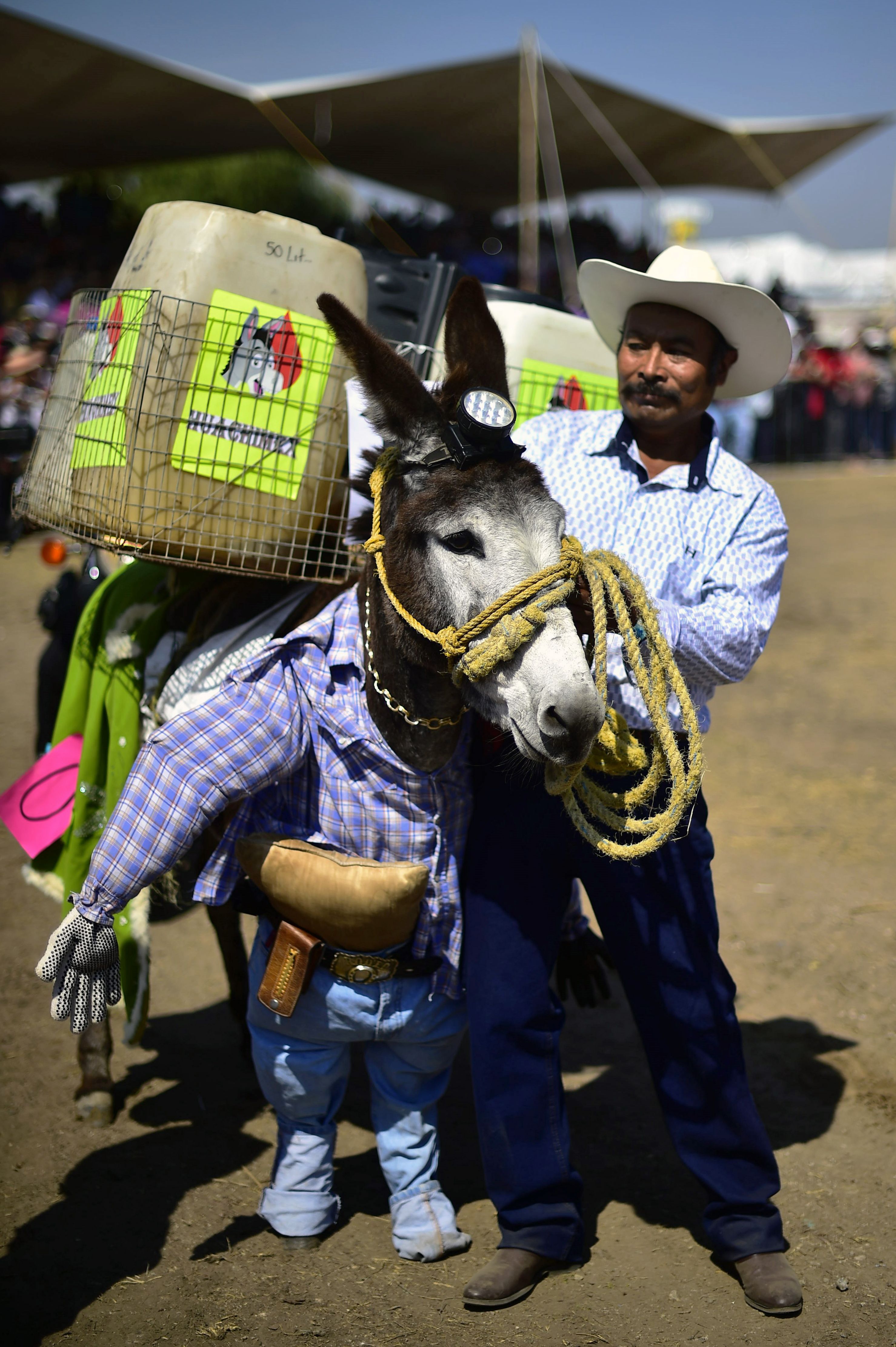 مهرجان الحمير في المكسيك