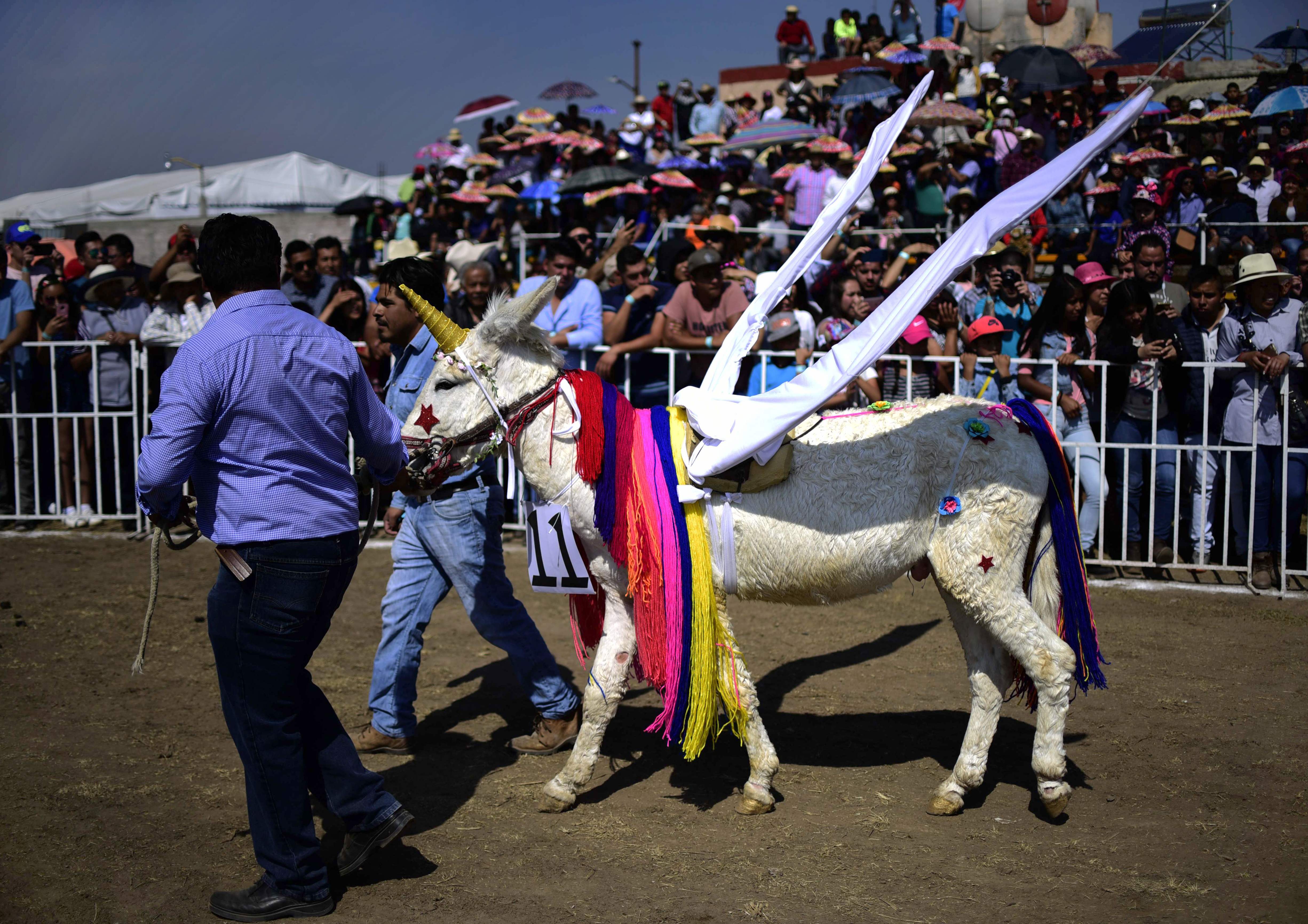 مهرجان المكسيك للحمير