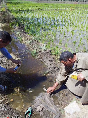  مزارع يوصل صنبورا لأرضه لرى الأرز