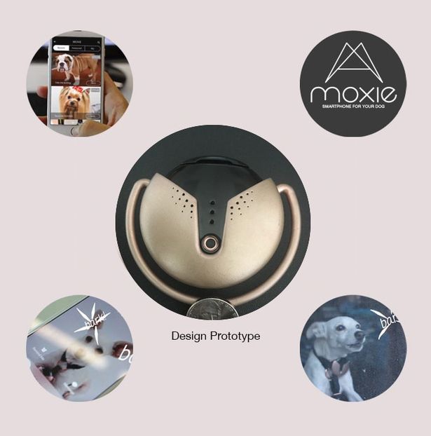 جهاز الكلاب Moxie