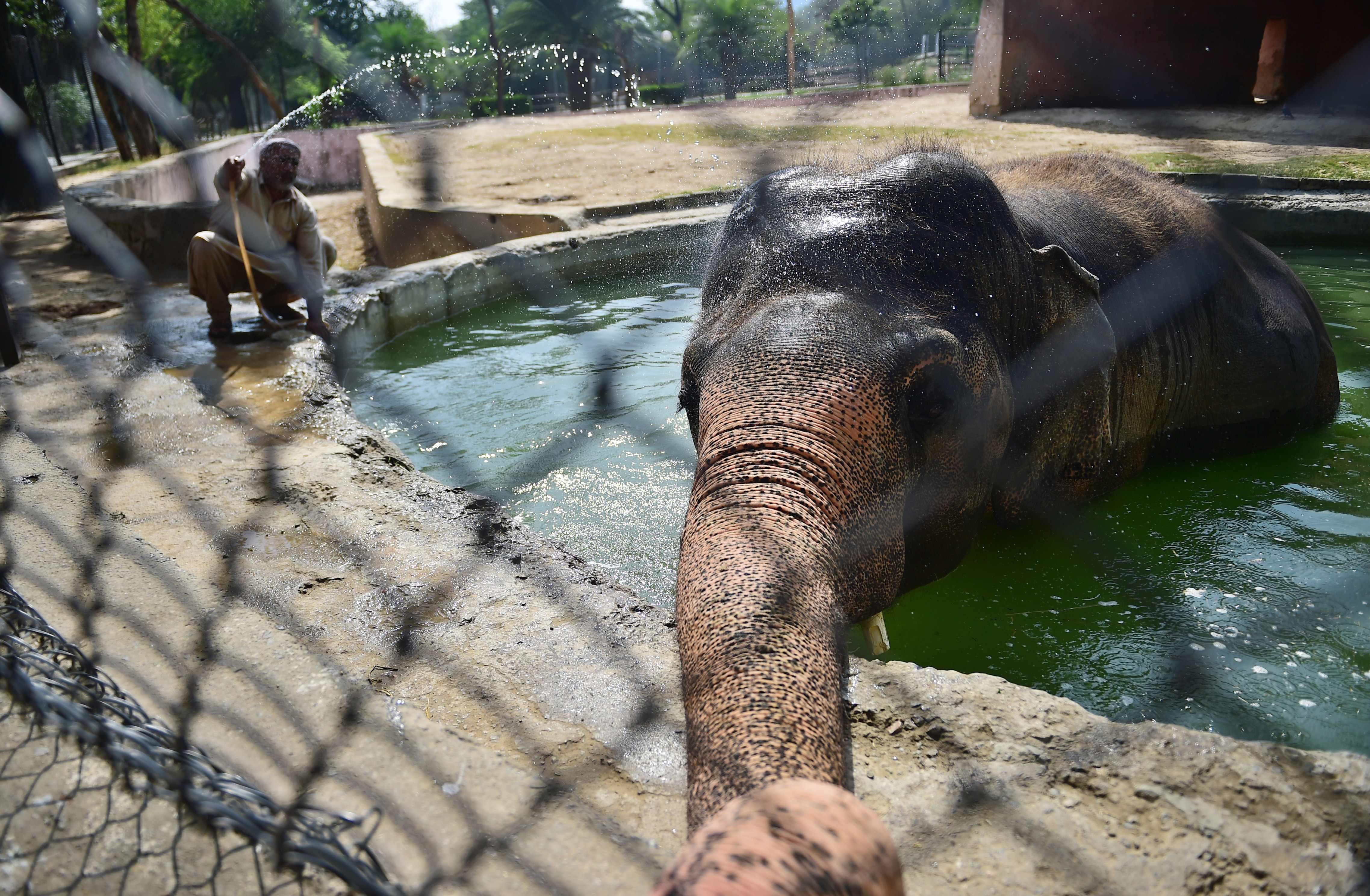 فيل ينزل فى مستنقع مياه بسبب الحر الشديد